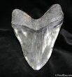 Giant North Carolina Megalodon Tooth - inches #964-1